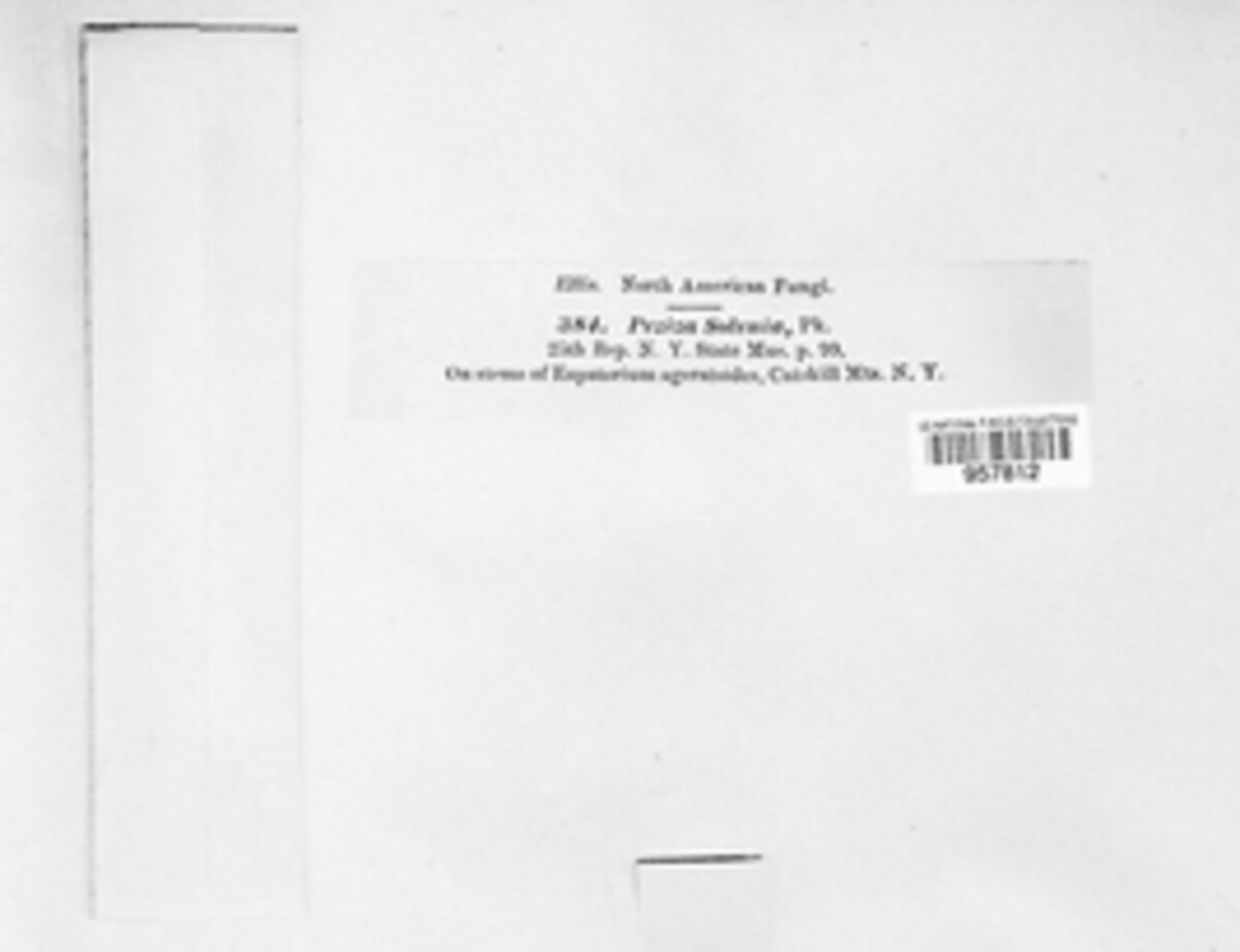 Belonidium solenia image